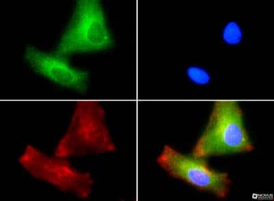 Immunocytochemistry/ Immunofluorescence: PLTP Antibody [NB400-106]