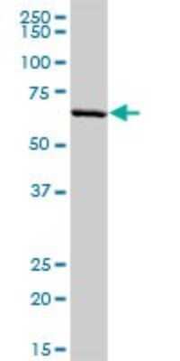 Western Blot: PLTP Antibody [H00005360-D01P]