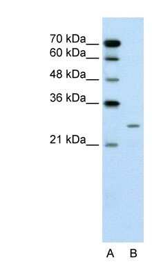 Western Blot: PLUNC Antibody [NBP1-58979]