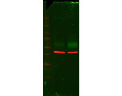 Western Blot: PLVAP Antibody [NBP1-83911]