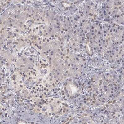 Immunohistochemistry-Paraffin: PLZF Antibody [NBP1-80894]
