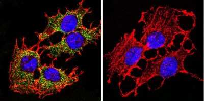 Immunocytochemistry/ Immunofluorescence: PMCA1 Antibody (5F10) [NB300-578]