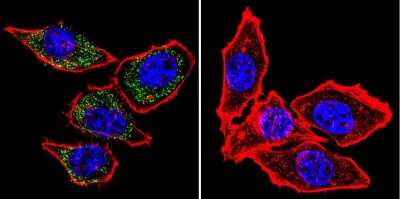 Immunocytochemistry/ Immunofluorescence: PMCA1 Antibody (5F10) [NB300-578]