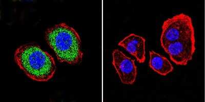 Immunocytochemistry/ Immunofluorescence: PMCA1 Antibody (5F10) [NB300-578]