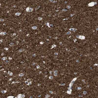 Immunohistochemistry-Paraffin: PMCA1 Antibody [NBP1-87260]