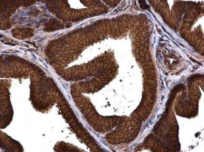 Immunohistochemistry-Paraffin: PMCA1 Antibody [NBP3-12964]