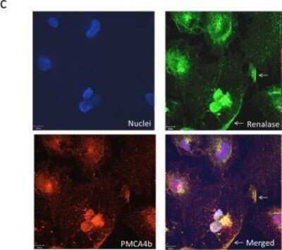 Immunocytochemistry/ Immunofluorescence: PMCA4 Antibody (2G8) [H00000493-M07]