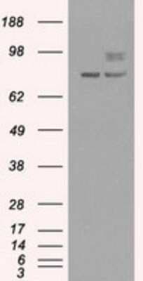 Western Blot: PMEL17/SILV Antibody (OTI10E5)Azide and BSA Free [NBP2-73479]