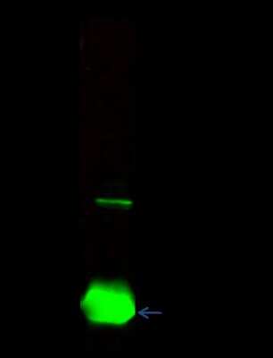 Immunoprecipitation: PML Protein Antibody [NBP2-98823]