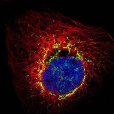 Immunocytochemistry/ Immunofluorescence: PMPCA Antibody [NBP1-89126]