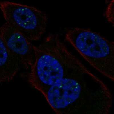 Immunocytochemistry/ Immunofluorescence: PMS1 Antibody [NBP2-58368]