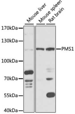 Western Blot: PMS1 AntibodyBSA Free [NBP2-94782]