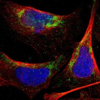 Immunocytochemistry/ Immunofluorescence: PNKD Antibody [NBP1-88347]