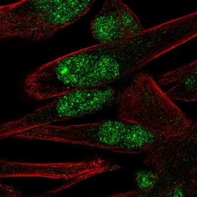 Immunocytochemistry/ Immunofluorescence: PNMA-like 1 Antibody [NBP1-87913]