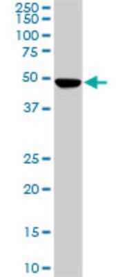 Western Blot: PNMA1 Antibody (4G6) [H00009240-M01]