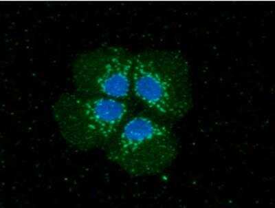 Immunocytochemistry/ Immunofluorescence: PNMT Antibody (1C11) - BSA Free [NBP1-97942]