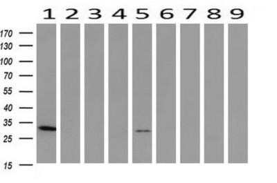 Western Blot: PNMT Antibody (OTI1D2)Azide and BSA Free [NBP2-73494]