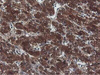 Immunohistochemistry-Paraffin: PNPO Antibody (OTI1H9) [NBP2-01088]