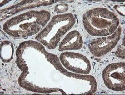 Immunohistochemistry: PNPO Antibody (OTI1G9) [NBP2-45361]