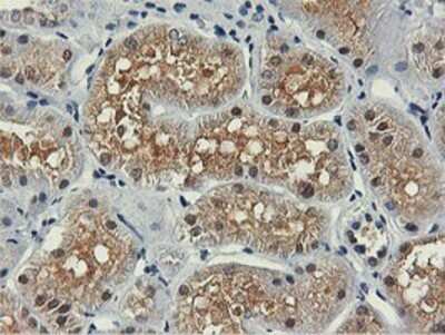 Immunohistochemistry: PNPO Antibody (OTI1H9) - Azide and BSA Free [NBP2-73508]