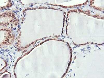 Immunohistochemistry: PNPO Antibody (OTI1H9) - Azide and BSA Free [NBP2-73508]