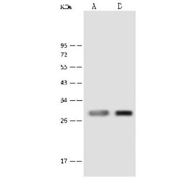 Western Blot: PNPO Antibody [NBP2-99599]