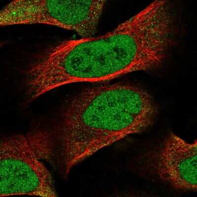 Immunocytochemistry/ Immunofluorescence: PNRC2 Antibody [NBP2-46721]