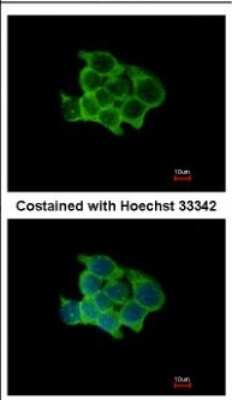 Immunocytochemistry/ Immunofluorescence: Protein O-Fucosyltransferase 1/POFUT1 Antibody [NBP2-19882]