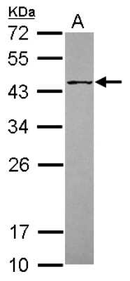 Western Blot: Protein O-Fucosyltransferase 1/POFUT1 Antibody [NBP2-19882]