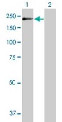 Western Blot: POGZ Antibody [H00023126-B01P]