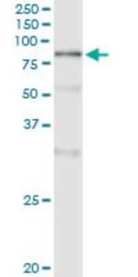 Immunoprecipitation: POLA2 Antibody (2A8) [H00023649-M02]