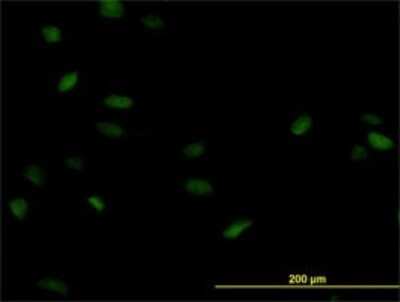 Immunocytochemistry/ Immunofluorescence: POLA2 Antibody (2F11) [H00023649-M01]