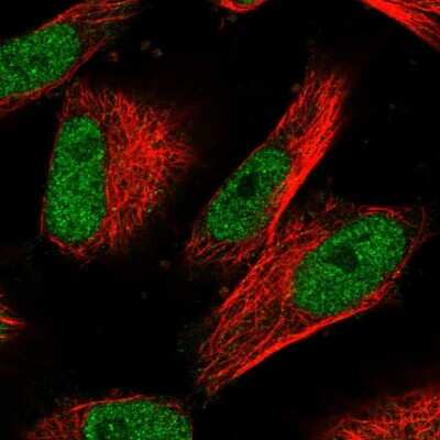 Immunocytochemistry/ Immunofluorescence: POLA2 Antibody [NBP1-82139]