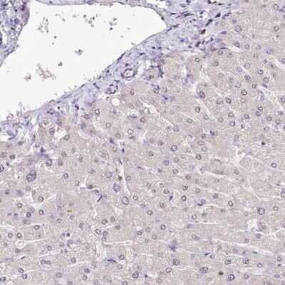 Immunohistochemistry-Paraffin: POLA2 Antibody [NBP1-82139]