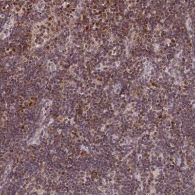 Immunohistochemistry-Paraffin: POLA2 Antibody [NBP1-82139]