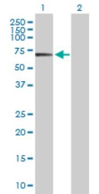 Western Blot: POLA2 Antibody [H00023649-D01P]