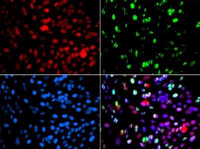 Immunocytochemistry/ Immunofluorescence: POLD3 Antibody - BSA Free [NBP2-93032]