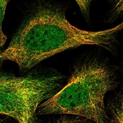 Immunocytochemistry/ Immunofluorescence: POLR2C Antibody [NBP1-80817]