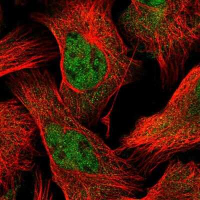 Immunocytochemistry/ Immunofluorescence: POLR2C Antibody [NBP1-80818]