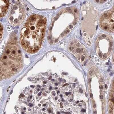 Immunohistochemistry-Paraffin: POLR2C Antibody [NBP1-80818]