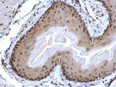 Immunohistochemistry-Paraffin: POLR2C Antibody [NBP2-19885]
