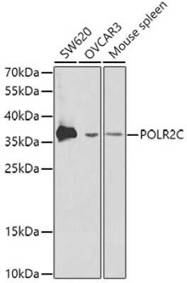 Western Blot: POLR2C AntibodyBSA Free [NBP2-94433]