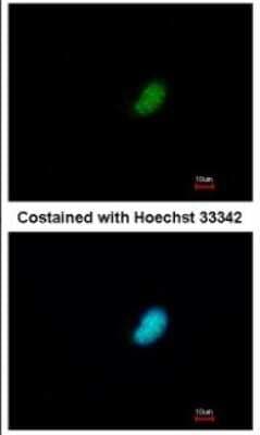 Immunocytochemistry/ Immunofluorescence: POLR2E Antibody [NBP2-15100]