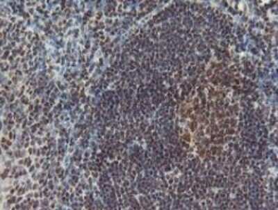 Immunohistochemistry: POLR2E Antibody (OTI3B5) - Azide and BSA Free [NBP2-73518]