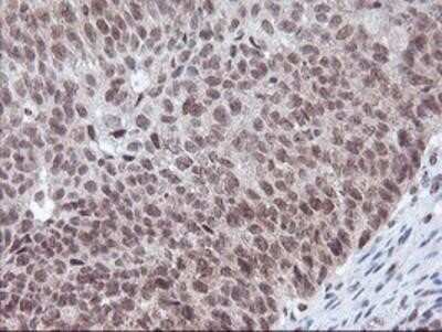 Immunohistochemistry: POLR2E Antibody (OTI3B5) - Azide and BSA Free [NBP2-73518]