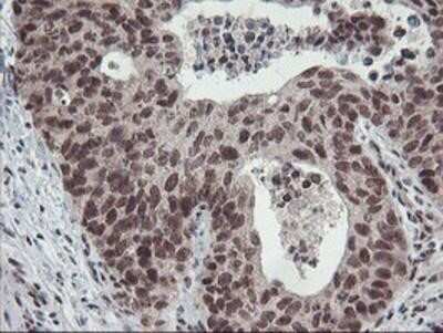 Immunohistochemistry: POLR2E Antibody (OTI3B5) - Azide and BSA Free [NBP2-73518]