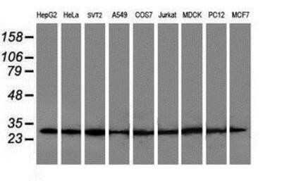 Western Blot: POLR2E Antibody (OTI3B5)Azide and BSA Free [NBP2-73518]
