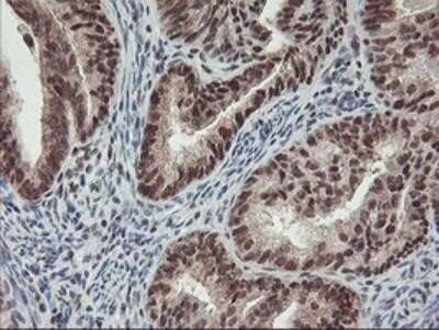 Immunohistochemistry-Paraffin: POLR2E Antibody (OTI3B5) [NBP2-00482]