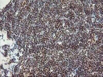 Immunohistochemistry-Paraffin: POLR2E Antibody (OTI3B5) [NBP2-00482]