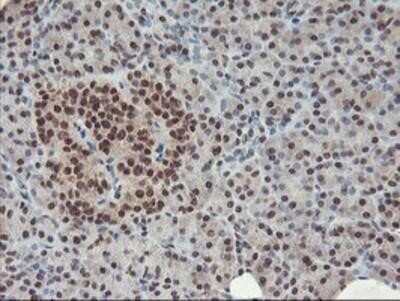 Immunohistochemistry-Paraffin: POLR2E Antibody (OTI3B5) [NBP2-00482]